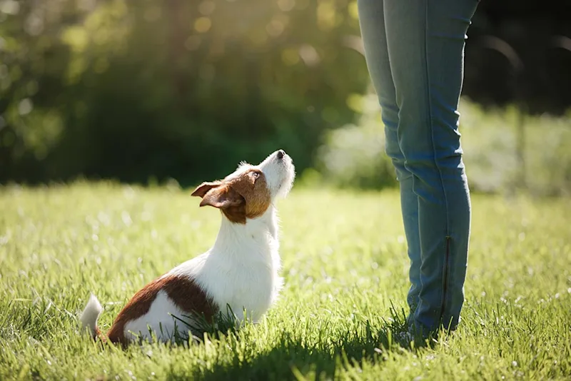dog training